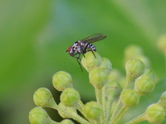 Anthomyia