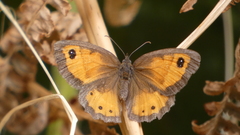 Pyronia bathseba