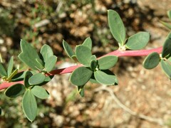 Berberis microphylla