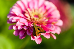 Atalopedes campestris