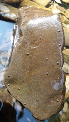 Ancylus fluviatilis