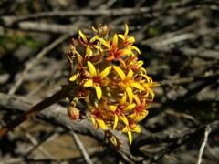 Quinchamalium chilense