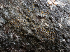 Caloplaca cerina