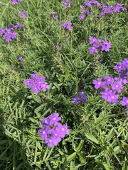 Verbena pulchella