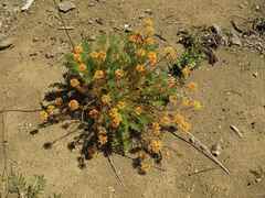 Quinchamalium chilense