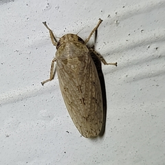 Curtara insularis