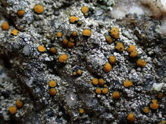 Caloplaca cerina
