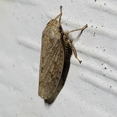 Curtara insularis
