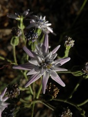 Perezia multiflora