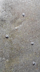 Ancylus fluviatilis