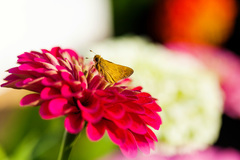 Atalopedes campestris