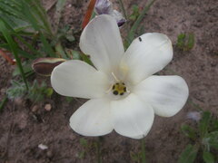 Sparaxis grandiflora