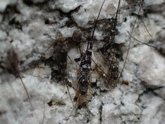 Archaeognatha