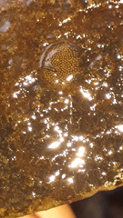 Ancylus fluviatilis