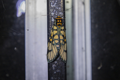 Aglaomorpha plagiata