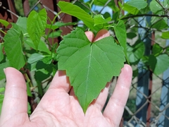 Ampelopsis cordata