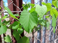Ampelopsis cordata