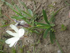 Sparaxis grandiflora