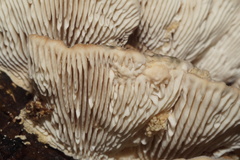 Polyporaceae