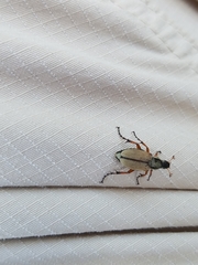 Macrodactylus subspinosus