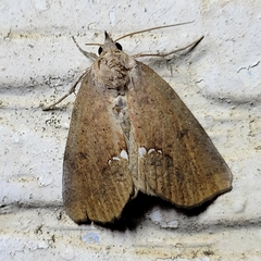 Hypsoropha hormos