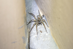 Lycosinae