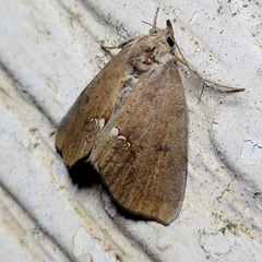 Hypsoropha hormos
