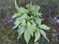 Gentiana lutea