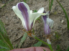 Sparaxis grandiflora