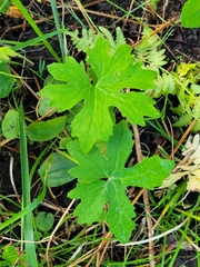 Petasites frigidus