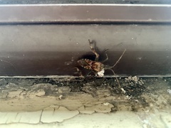 Leptoglossus occidentalis