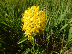 Solidago virgaurea