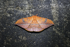 Cricula trifenestrata