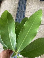 Magnoliopsida