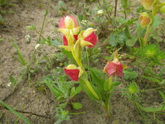 Pterygodium catholicum