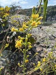 Solidago simplex