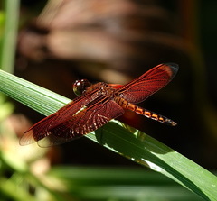 Neurothemis ramburii