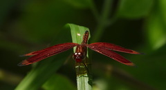 Neurothemis ramburii