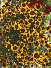 Coreopsis tinctoria