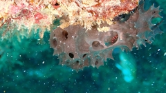 Chelonaplysilla erecta