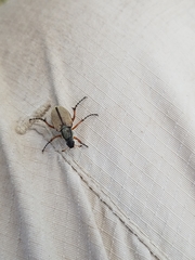 Macrodactylus subspinosus