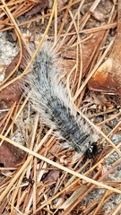 Datana integerrima