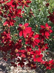 Coreopsis tinctoria