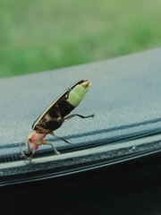 Photinus pyralis