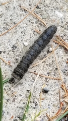 Datana integerrima