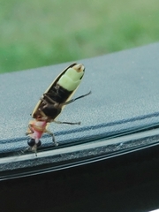 Photinus pyralis