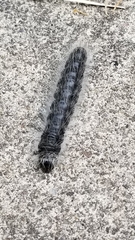 Datana integerrima