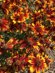 Coreopsis tinctoria