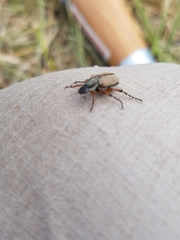 Macrodactylus subspinosus