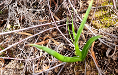 Albuca canadensis